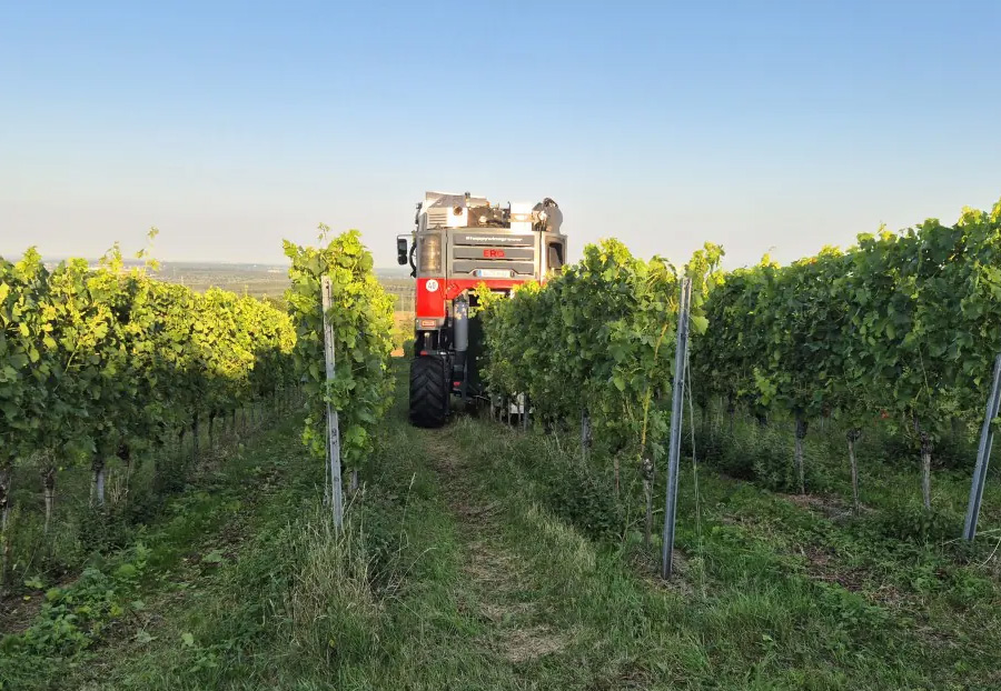 Eine rot-silberne Landmaschine fährt unter blauem Himmel zwischen den Reihen grüner Weinstöcke in einem Weinberg.