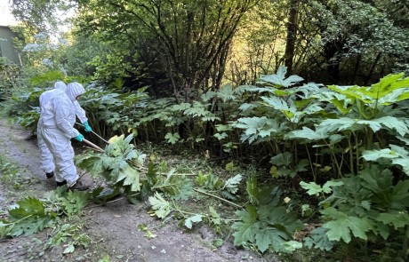 Zwei Personen in Schutzanzügen und Handschuhen fällen große Grünpflanzen entlang eines Waldwegs, der von dichter Vegetation und Bäumen umgeben ist.