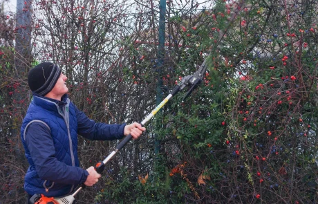 Eine Person mit blauer Jacke und schwarzer Mütze beschneidet einen Strauch mit roten Beeren mit einer Astschere in einer Außenumgebung.