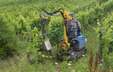 Eine Person bedient eine kleine blau-gelbe Raupenmaschine zum Beschneiden von Weinstöcken in einem üppigen, grünen Weinberg. Die Maschine bewegt sich unter einem bedeckten Himmel zwischen den Reihen von Weinreben.